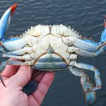 Blue Crab Life Stages Complicate Predicting Population Swings