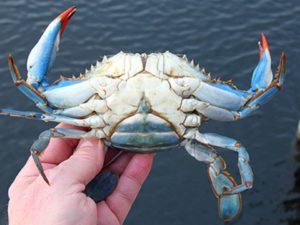 female blue crab