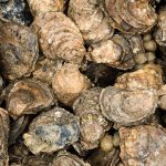 Leaders in the oyster industry see successful season