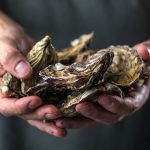 Oyster shells sell for top dollar as biologists scramble to protect shellfish beds