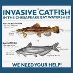 Governor Moore Requests Disaster Aid for Invasive Blue Catfish