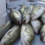 Delmarva Watermen File Lawsuit Challenging New Rockfish Regulations