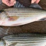 Striped Bass restrictions from ASMFC sees local push back, as MDNR works to give some relief for watermen